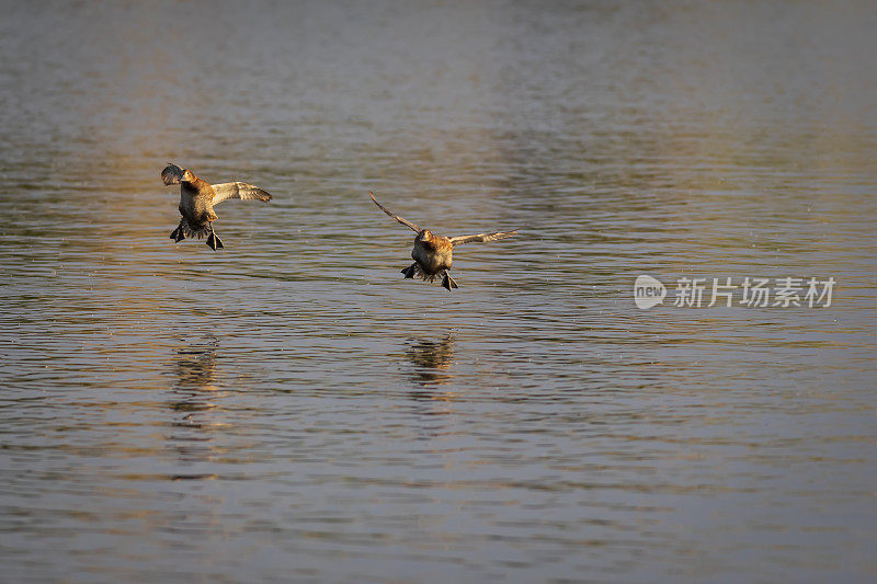 会飞的鸭子。常见的红头潜鸭。(Aythya ferina)。蓝水背景。